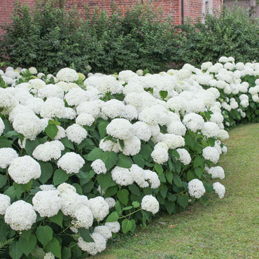 Hortensie - Weiß - 6er-Set - Hortensie