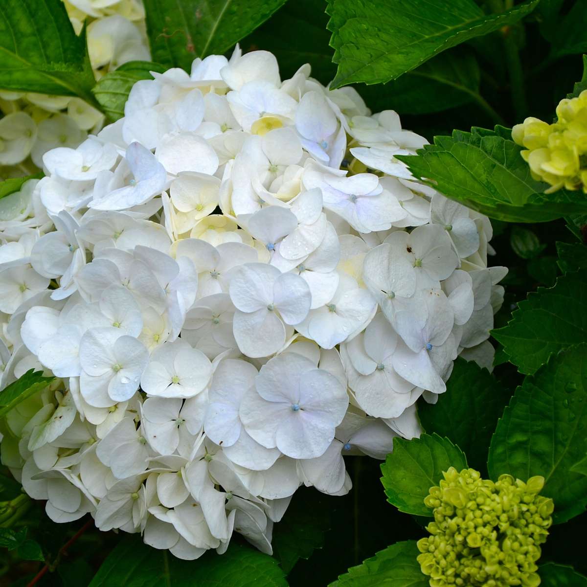 Hortensie - Weiß - 6er-Set - Hortensie