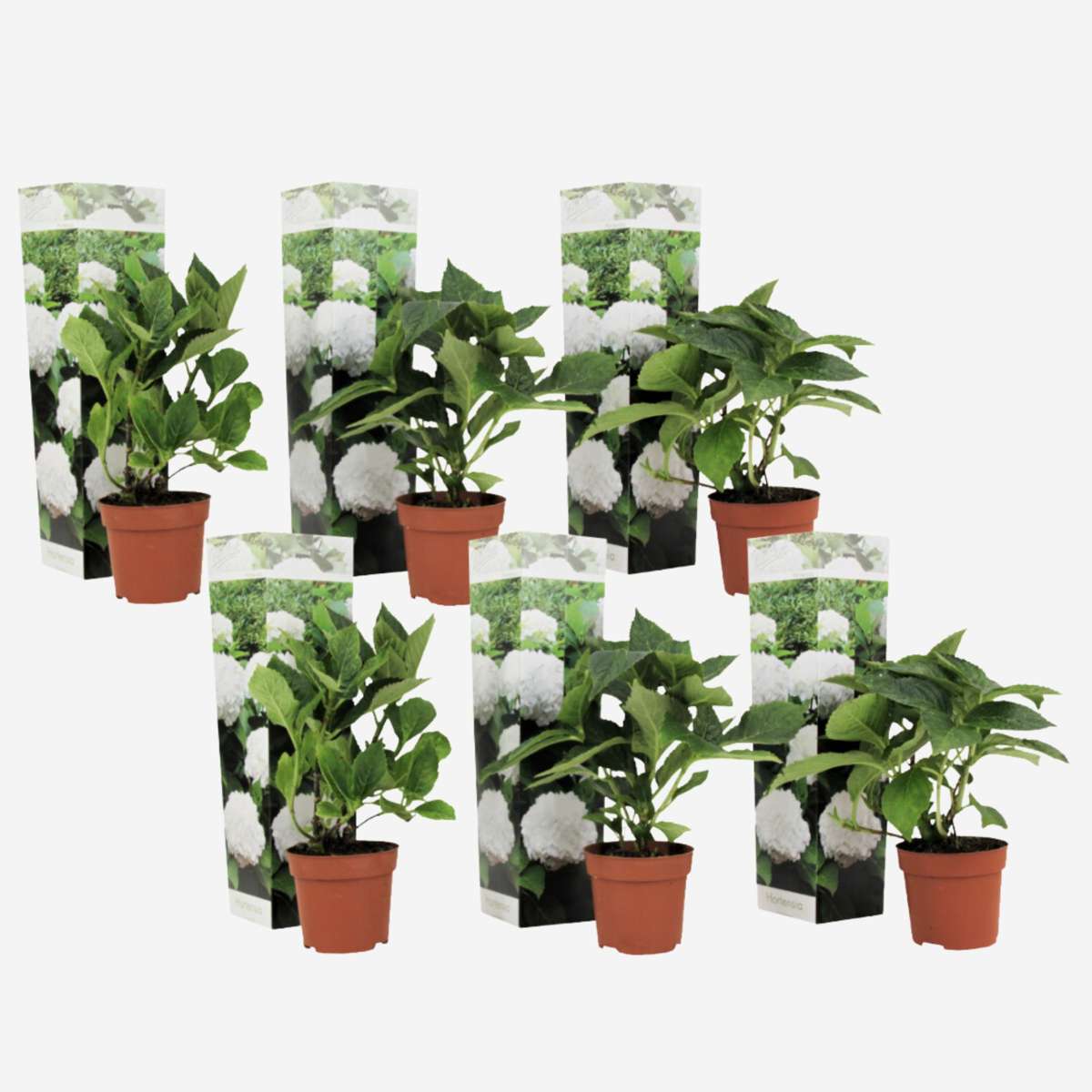 Hortensie - Weiß - 6er-Set - Hortensie