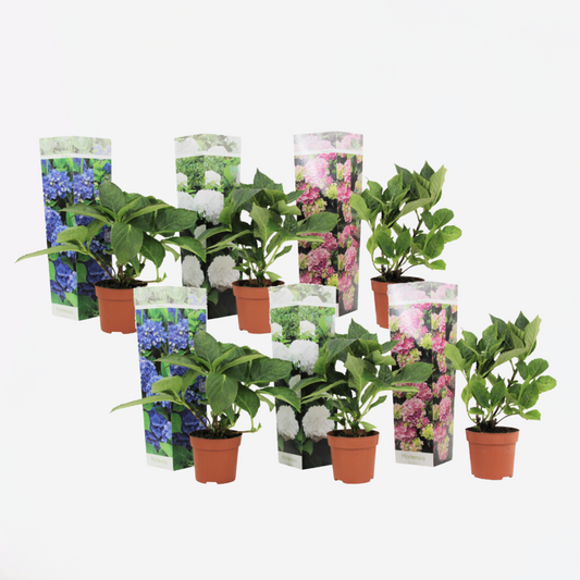 Hortensie - 6er-Mix - Hortensie