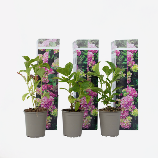 Hortensie - Rosa - 3er-Set - Hortensia