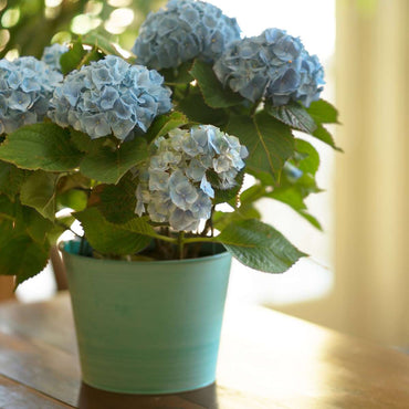 Hortensie 'Teller' - 3er-Set - Blau - Hortensie