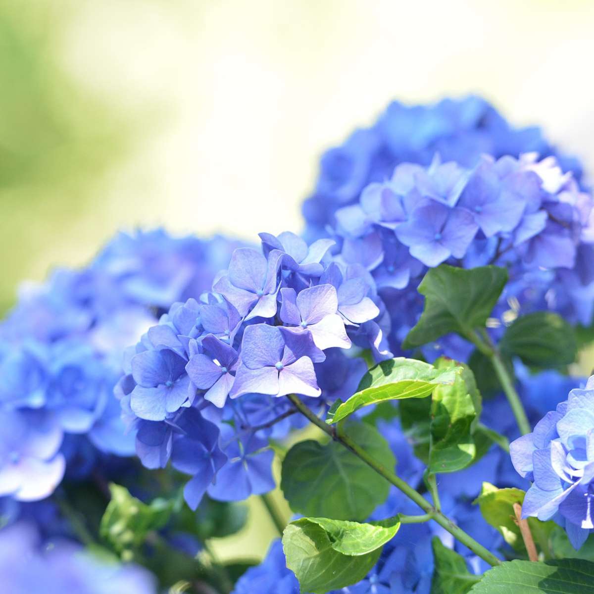 Hortensie 'Teller' - 3er-Set - Blau - Hortensie