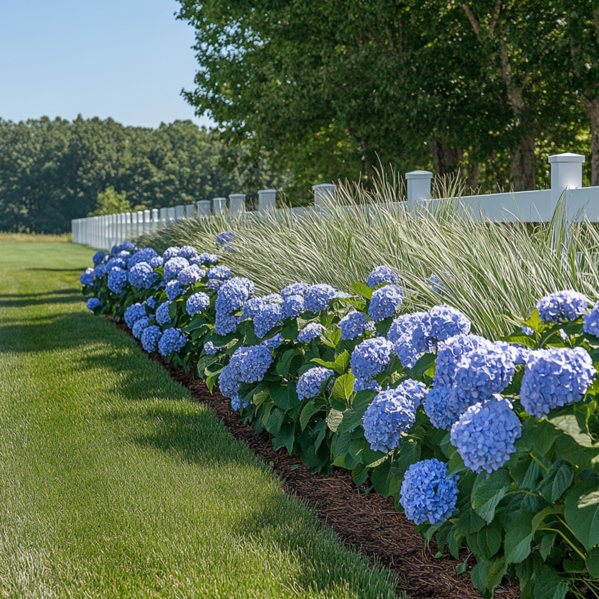 Hortensie „Teller“ – 6er-Set – Blau – Hortensie