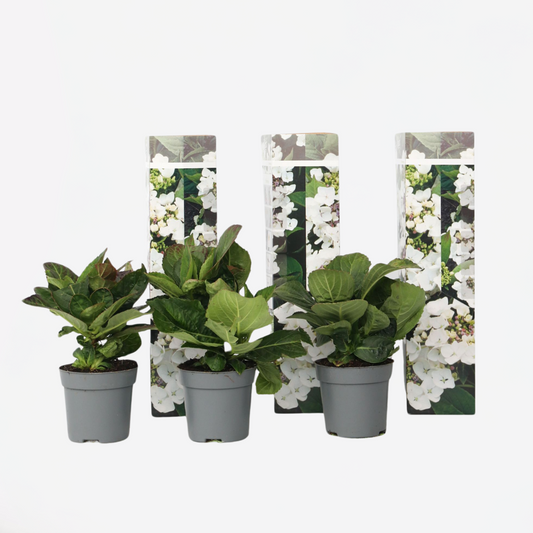 Hortensie 'Teller' - 3er-Set - Weiß - Hortensie