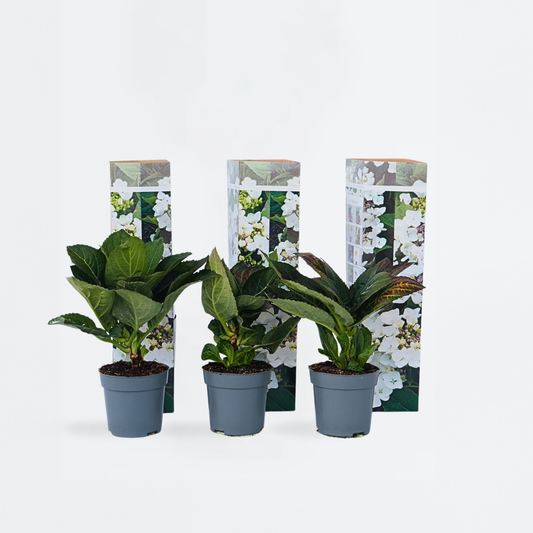 Hortensie „Teller“ – 6er-Set – Weiß – Hortensie