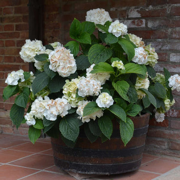Hortensie „Teller“ – 6er-Set – Weiß – Hortensie