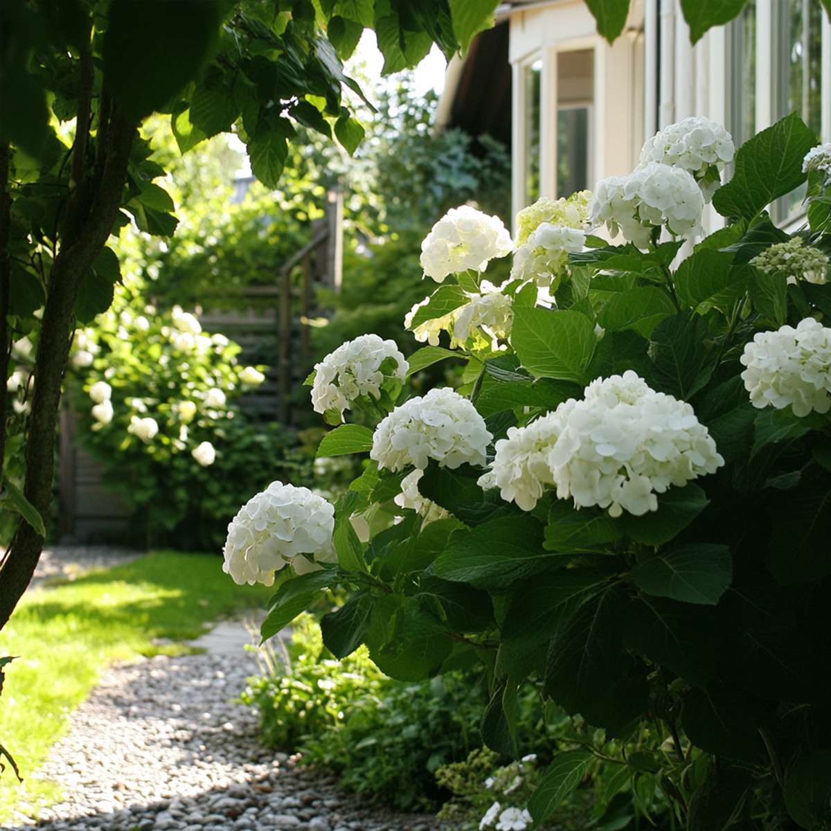 Hortensie „Teller“ – 6er-Set – Weiß – Hortensie