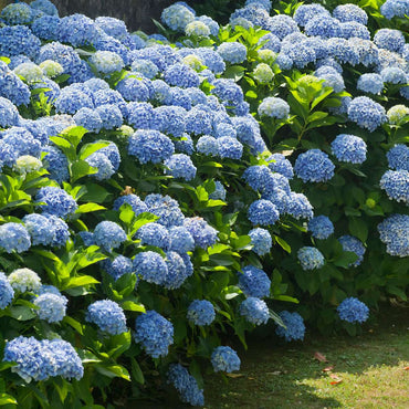 Hortensientheke - 6er-Mix - Hortensie