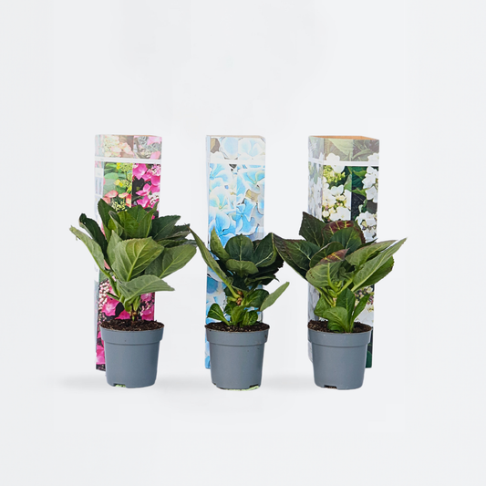 Hortensientheke - 3er-Mix - Hortensie