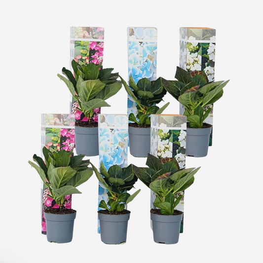 Hortensientheke - 6er-Mix - Hortensie