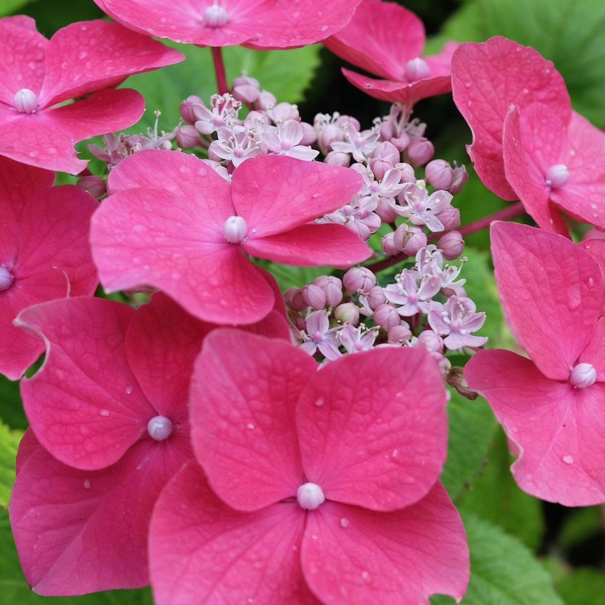 Hortensie 'Teller' - 3er-Set - Rosa - Hortensie