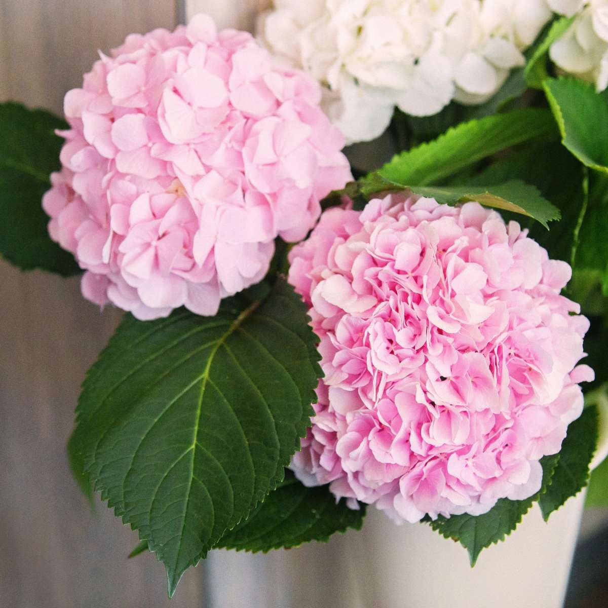 Hortensie 'Teller' - 3er-Set - Rosa - Hortensie