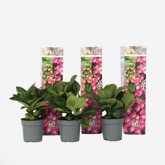 Hortensie 'Teller' - 3er-Set - Rosa - Hortensie