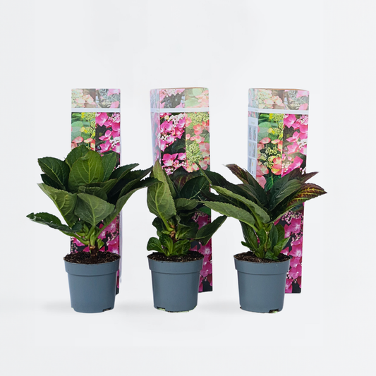 Hortensie „Teller“ – 6er-Set – Rosa – Hortensie