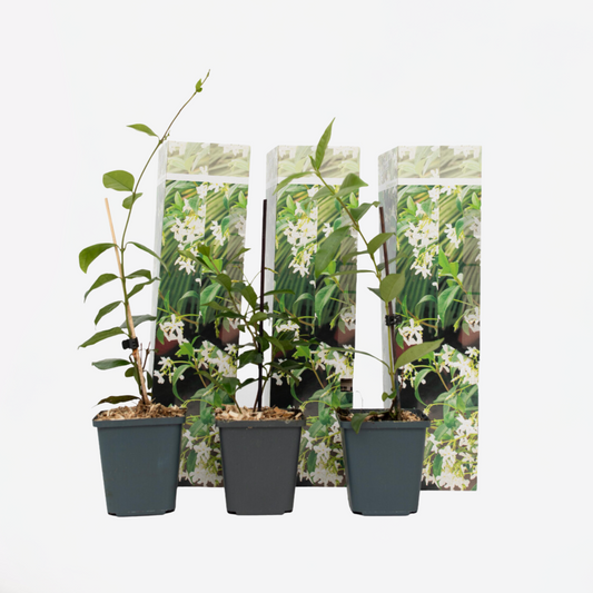 Toscaanse Jasmijn - Set van 3 - Wit