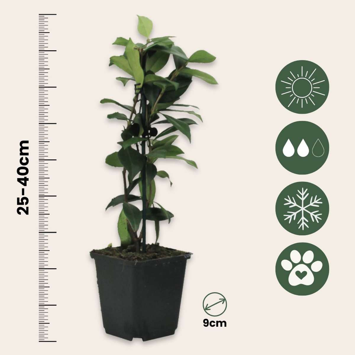 Toscaanse Jasmijn - Set van 6 - Wit