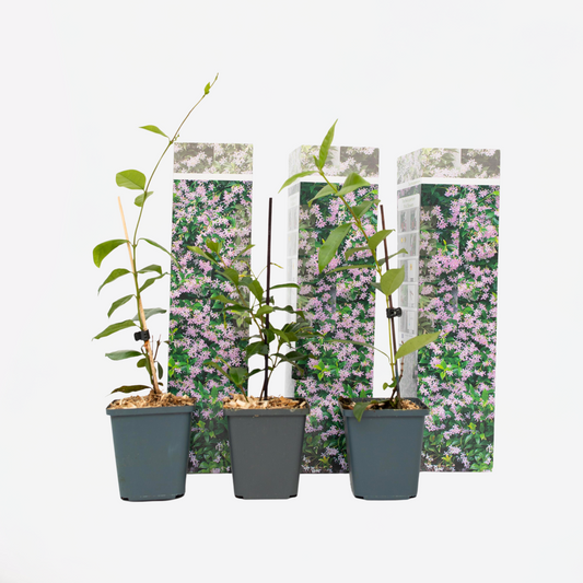 Toscaanse Jasmijn - Set van 3 - Roze