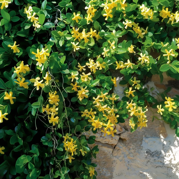 Jasminoides 'Ster van Toscane' - Set van 2 - Jasmijn