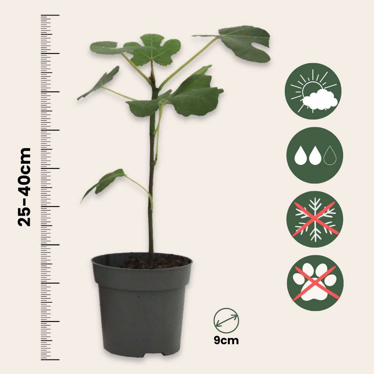 Mediterrane Fruitbomen - Set van 4