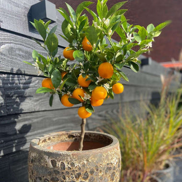 Citrus mitis - 3 stuks - Sinaasappelboom met plantenvoeding