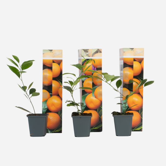 Citrus mitis - 3 stuks - Sinaasappelboom met plantenvoeding