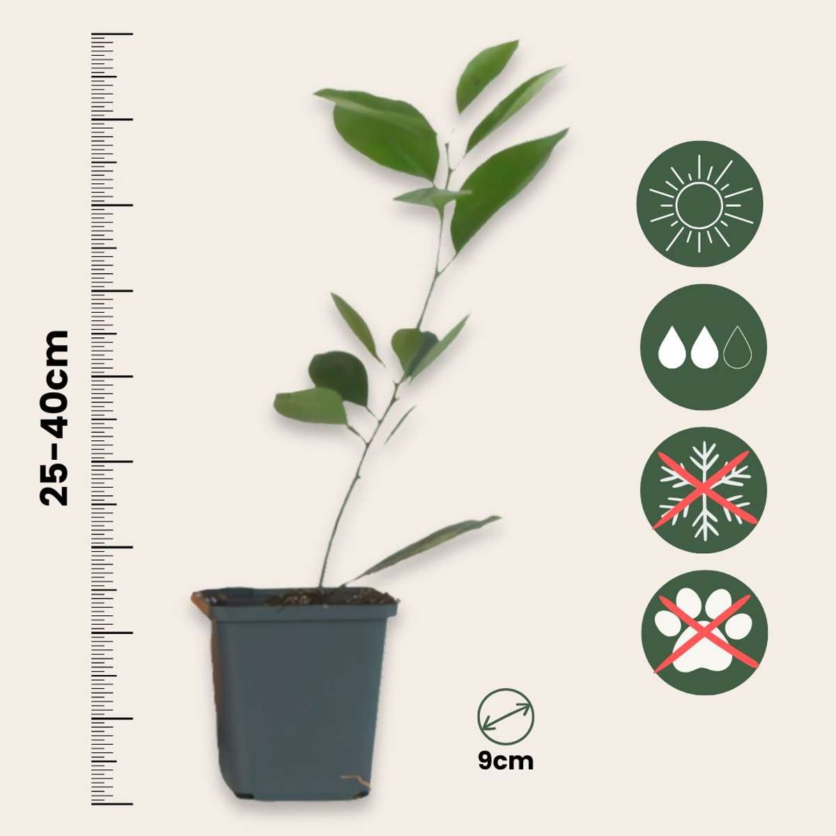 Citrus mitis - 3 stuks - Sinaasappelboom met plantenvoeding