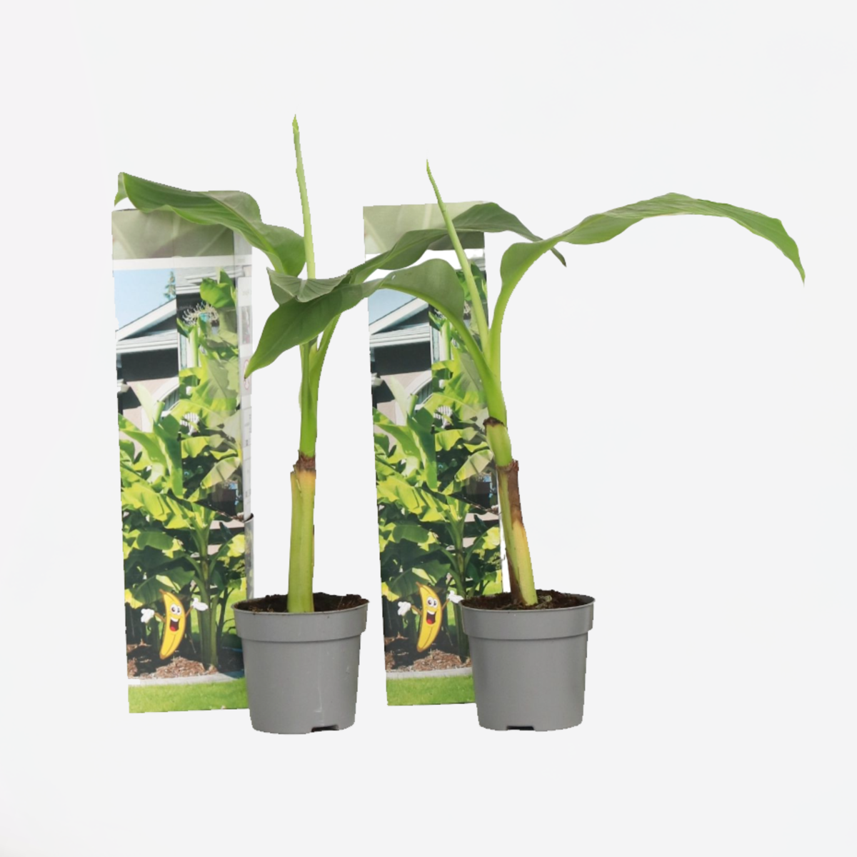 Musa Basjoo - 2er-Set - Bananenpflanze