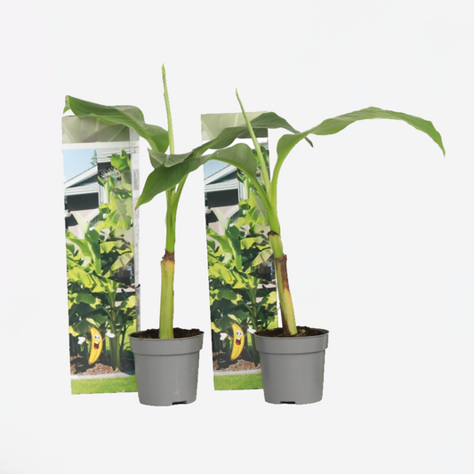 Musa Basjoo - 2er-Set - Bananenpflanze