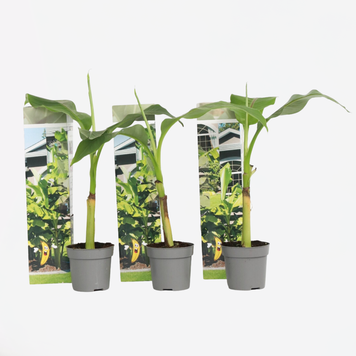 Musa Basjoo - 3er-Set - Bananenpflanze