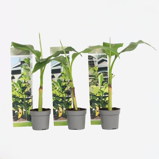 Musa Basjoo - 3er-Set - Bananenpflanze