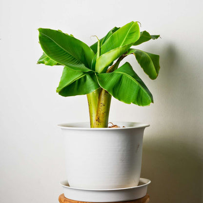 Musa Basjoo - 4er-Set - Bananenpflanze