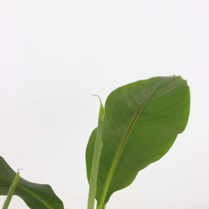 Musa Basjoo - 4er-Set - Bananenpflanze