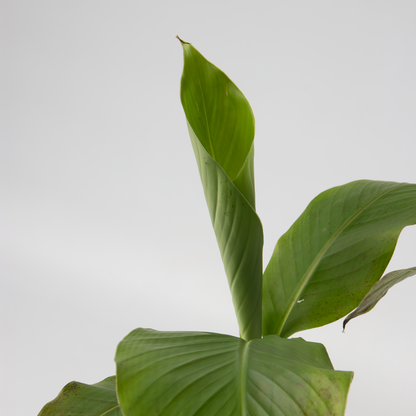 Musa Basjoo - 4er-Set - Bananenpflanze