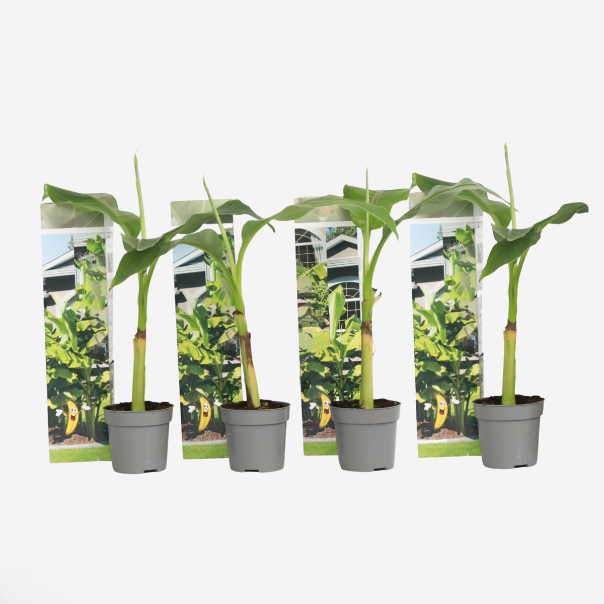 Musa Basjoo - 4er-Set - Bananenpflanze