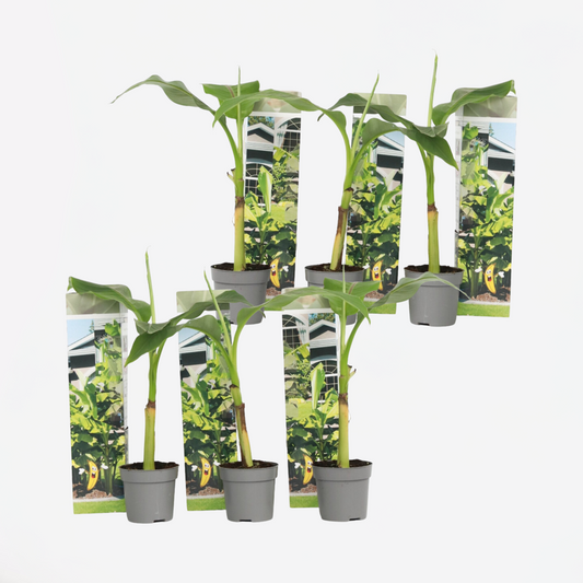 Musa Basjoo - 6er-Set - Bananenpflanze