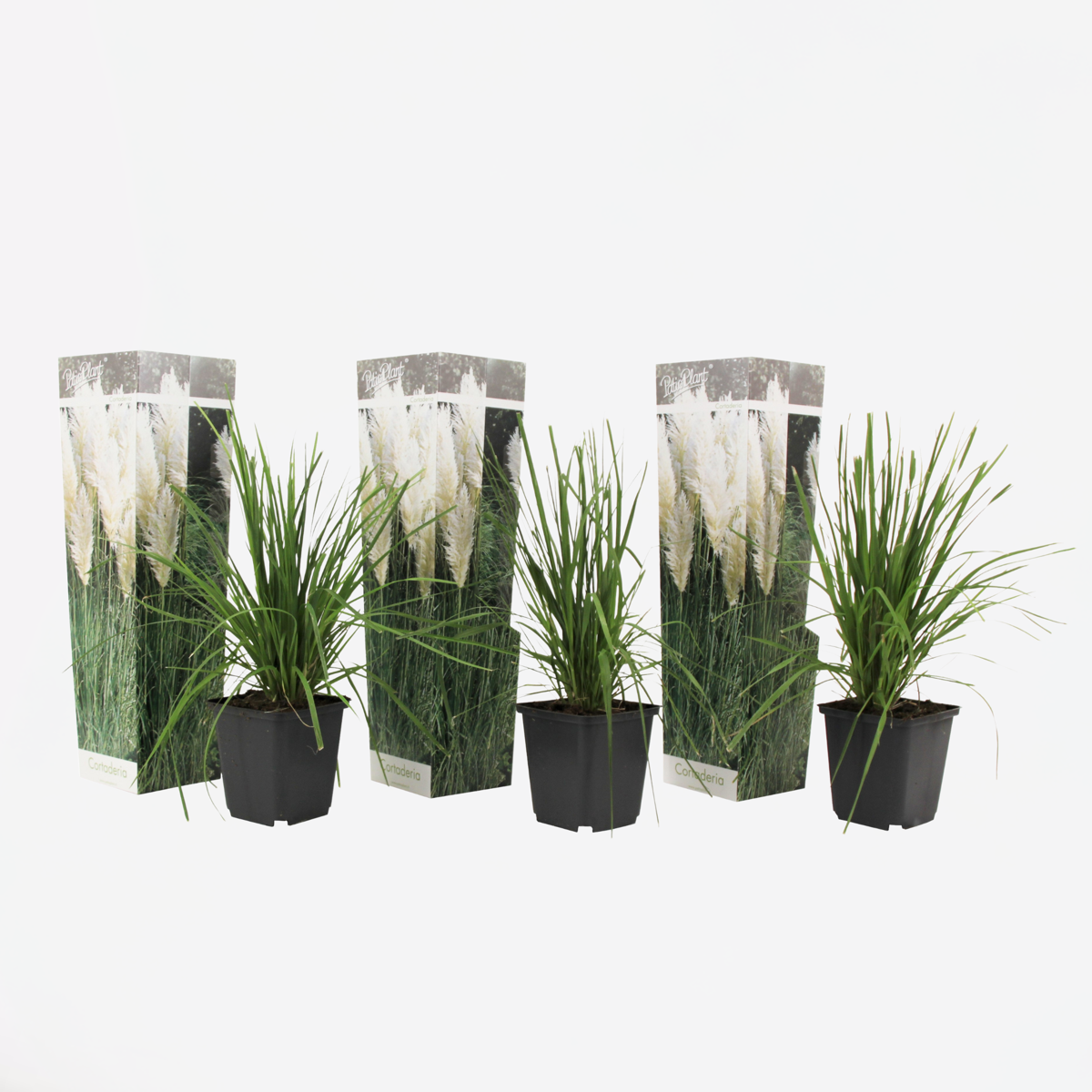 Cortaderia selloana - 3er-Set - Pampasgras - Weiß
