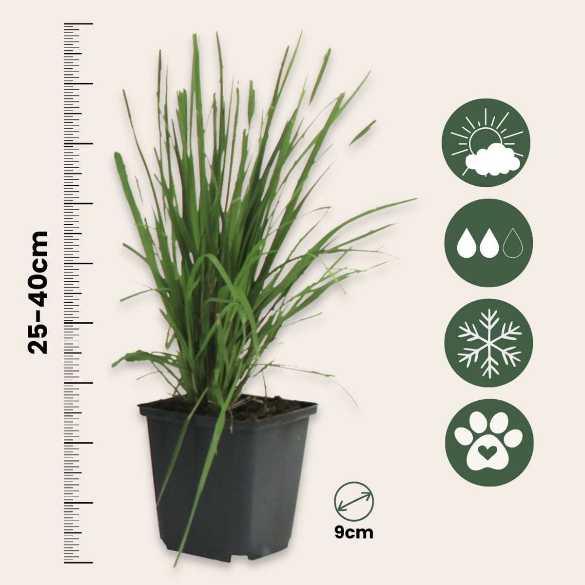 Cortaderia selloana - 3er-Set - Pampasgras - Weiß