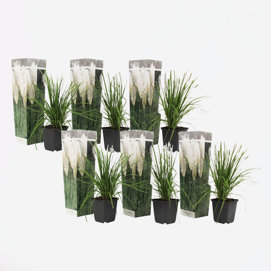 Cortaderia selloana - 6er-Set - Pampasgras - Weiß
