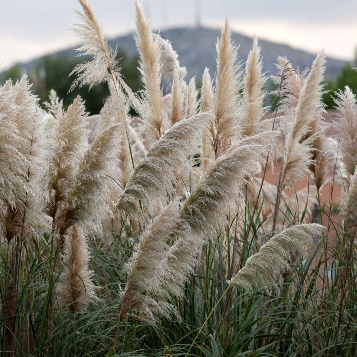 Cortaderia selloana - 6er-Mix - Pampasgras - Weiß, Rosa