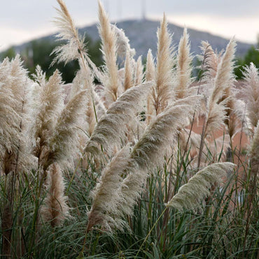Cortaderia selloana - 6er-Mix - Pampasgras - Weiß, Rosa