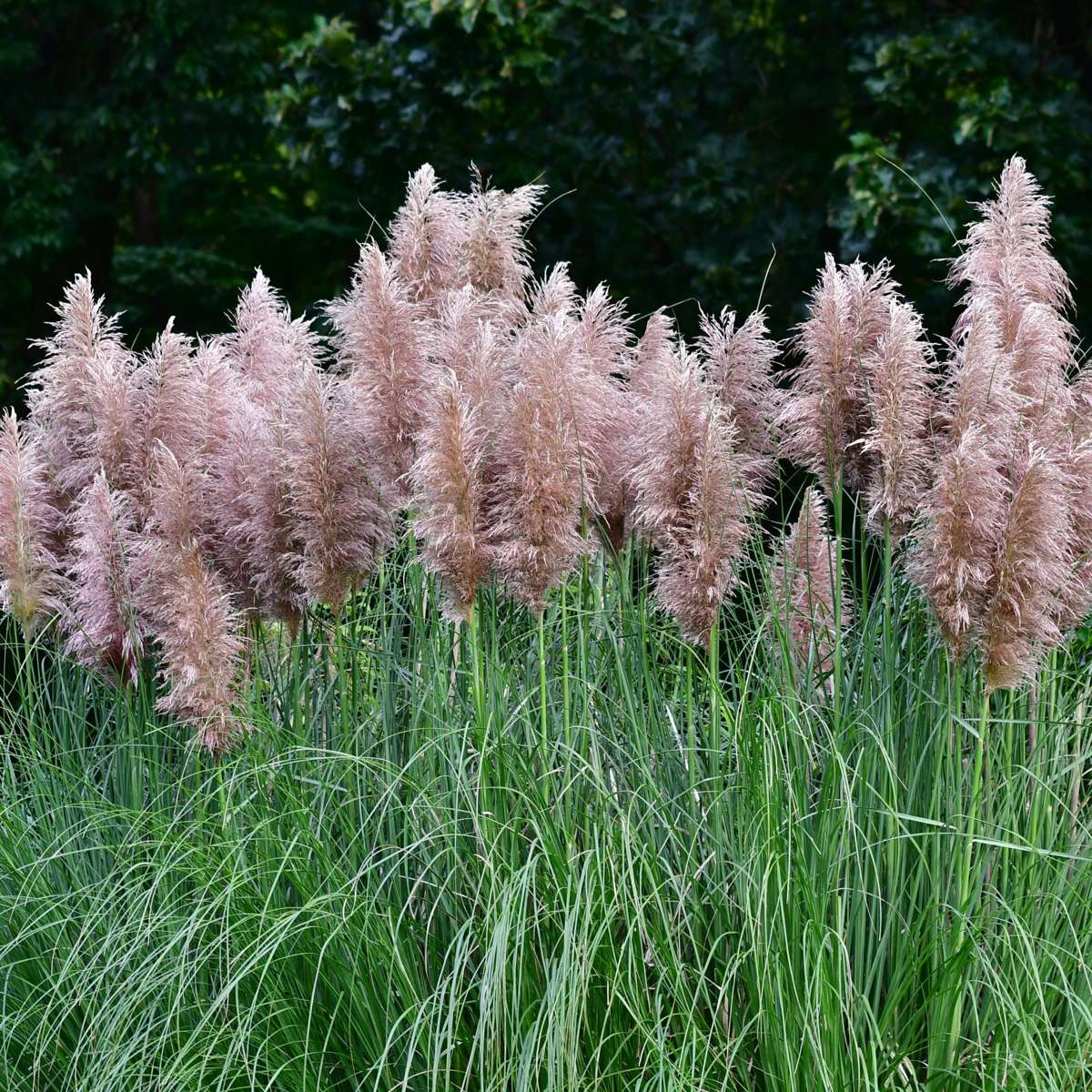 Cortaderia selloana - 6er-Mix - Pampasgras - Weiß, Rosa