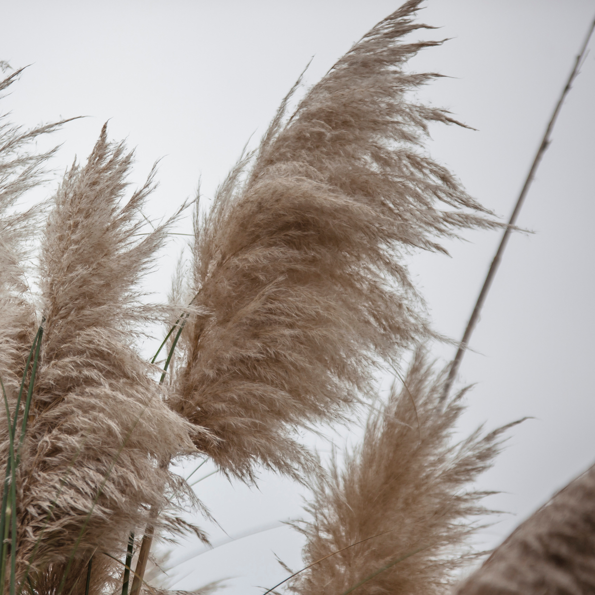 Cortaderia selloana - 6er-Mix - Pampasgras - Weiß, Rosa