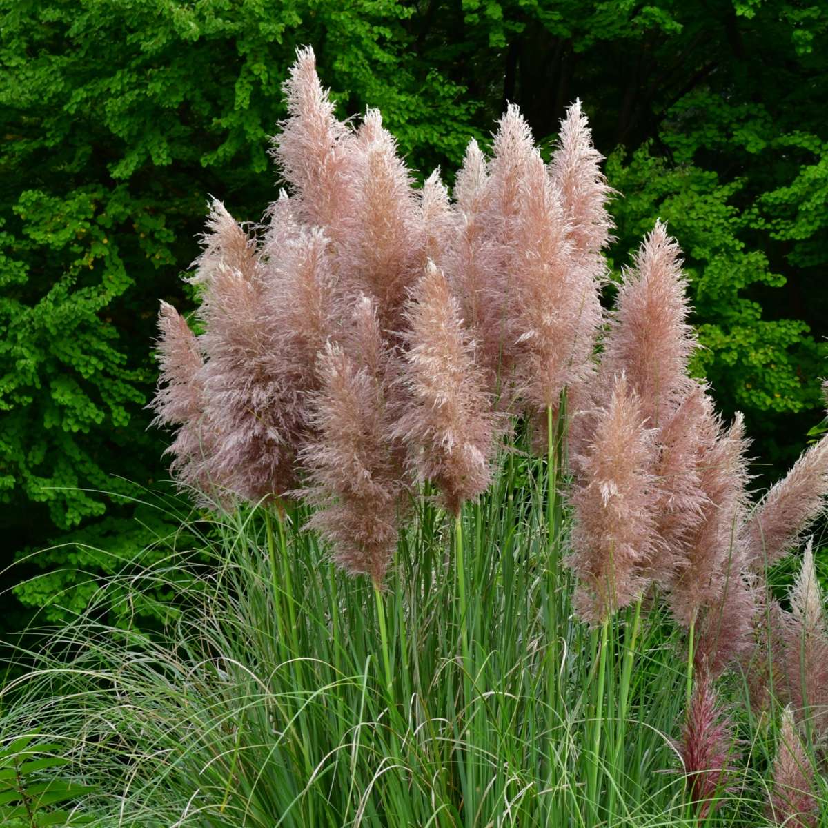 Cortaderia selloana - 6er-Set - Pampasgras - Rosa