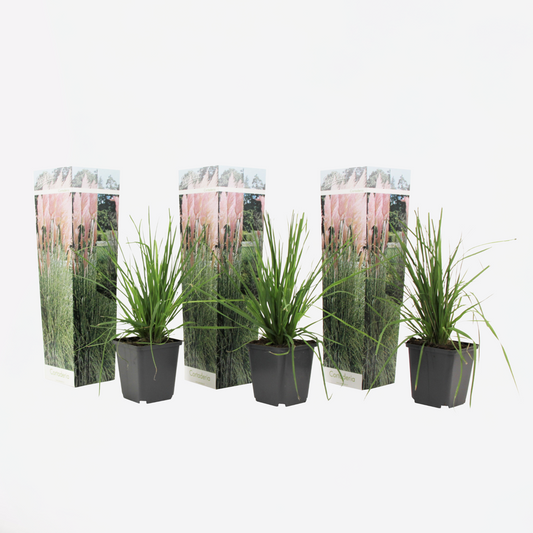 Cortaderia selloana - 3er-Set - Pampasgras - Rosa
