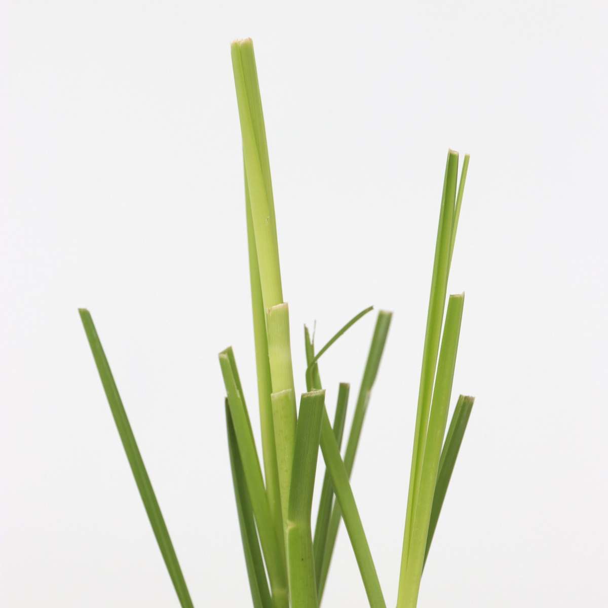 Cortaderia selloana - 6er-Set - Pampasgras - Rosa