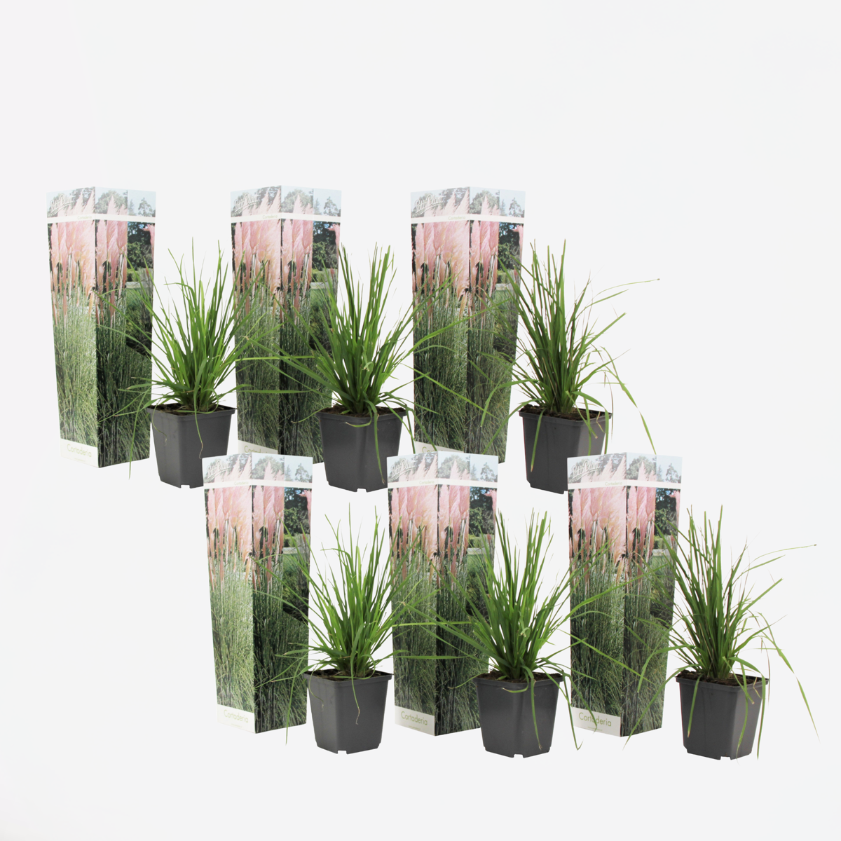 Cortaderia selloana - 6er-Set - Pampasgras - Rosa