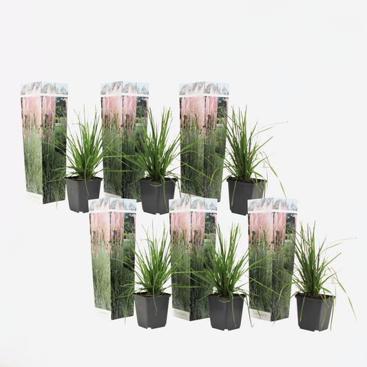 Cortaderia selloana - 6er-Set - Pampasgras - Rosa