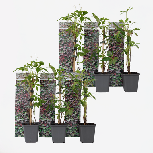 Parthenocissus 'Wilde Wingerd' - Set van 6