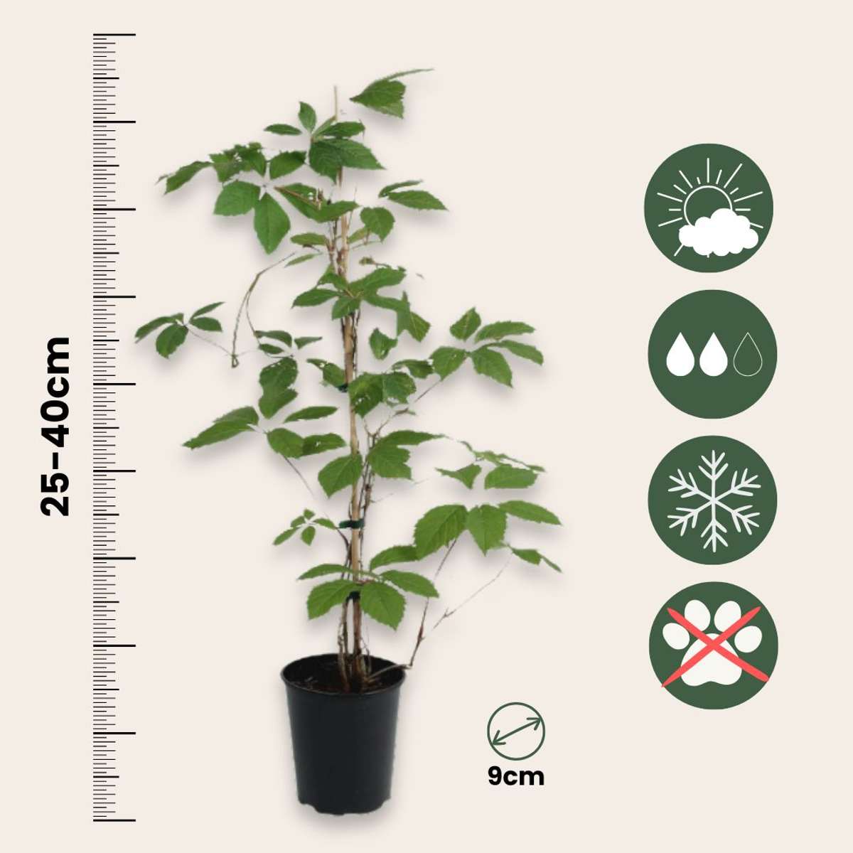 Parthenocissus 'Wilde Wingerd' - Set van 6
